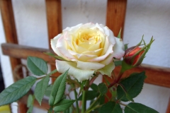 DSC00576